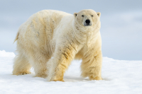 Fotoreise - SPITZBERGEN POLARBÄREN-SAFARI - 19. Juni bis 04. Juli 2026